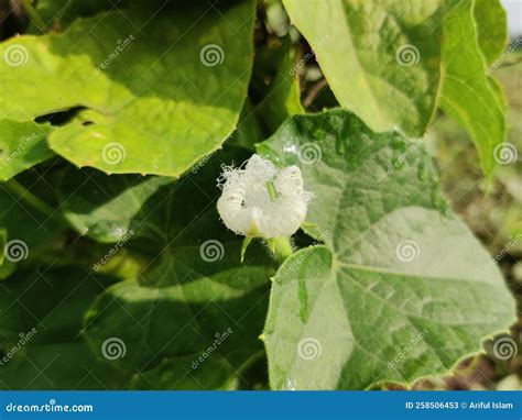 Pointed Gourd White Flowers on Tree in Farm of Bangladesh. Stock Image ...