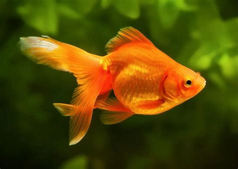 Live Fish at Rs 15/piece | Fish Aquarium in Bengaluru | ID: 26903099055