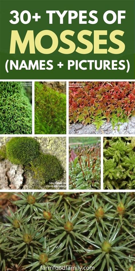 30+ Popular Types Of Mosses With Names, Pictures and Their Uses