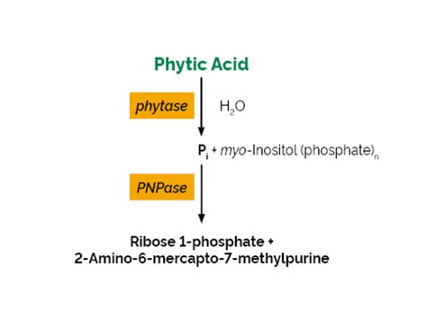 Phytase - Enzymatic assay kit | LIBIOS