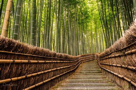 Arashiyama - Bamboo Grove - My Kyoto Photo