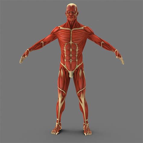 Muscle 3d model blender model free - retwiz