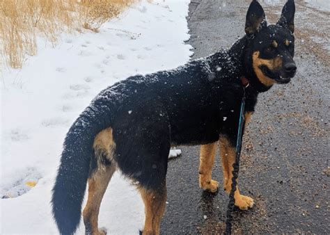 The 9 Best Dog Training Leashes, According To Trainers