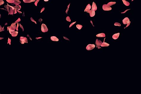 Falling Rose Petals Wallpaper [1920x1280]