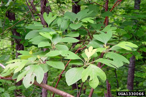 sassafras, Sassafras albidum (Laurales: Lauraceae) - 1330066