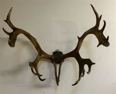 Antiques Atlas - Large Reindeer Antlers