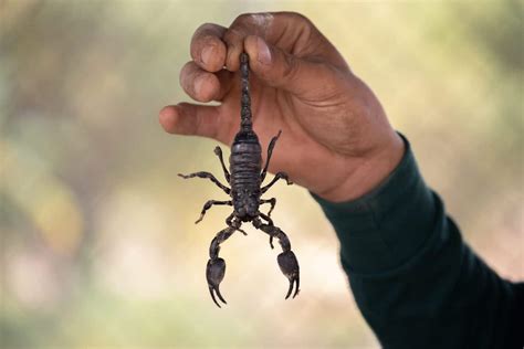 3 Types of Scorpions Found in Arizona | Wagner Pest Solutions