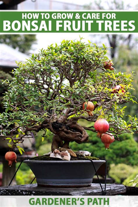 How to Grow Bonsai Fruit Trees | Gardener’s Path