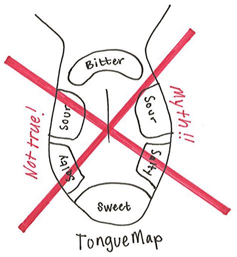 Making "Sense" of Flavor: How Taste, Smell and Touch Are Involved ...