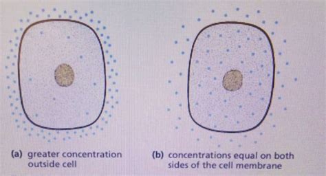 What is diffusion in a cell in biology? Diffusion examples