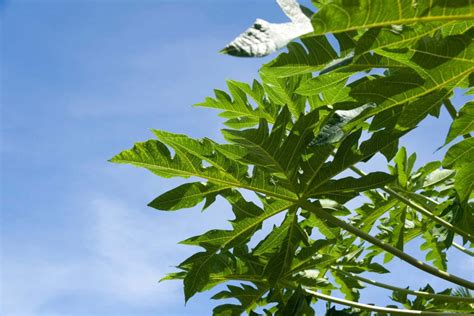 Papaya Leaves Benefits, Nutritional Value, And Uses - Gardeners' Magazine