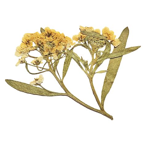 Yellow Pressed Flower 15693470 PNG