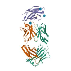 CD28 Gene - GeneCards | CD28 Protein | CD28 Antibody