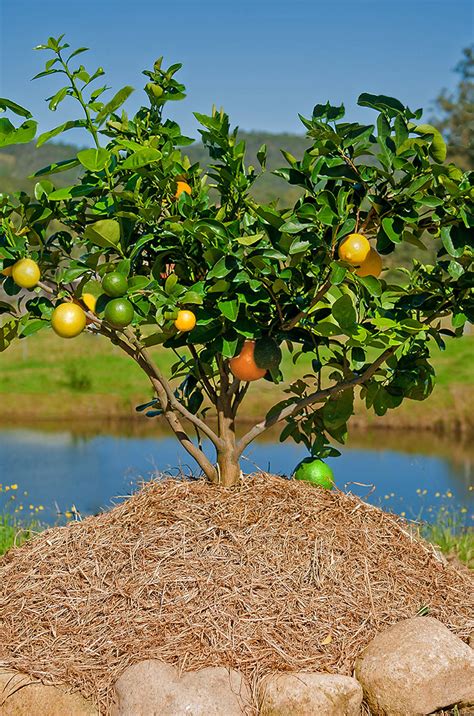 Citrus Fruit Salad Trees