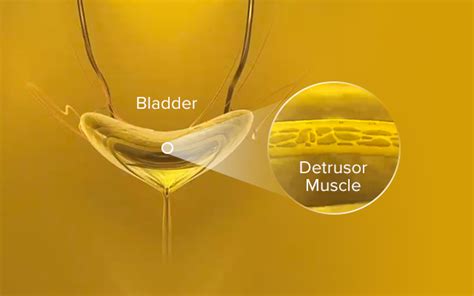 Mechanism of Action | MYRBETRIQ® (mirabegron ER tablets)