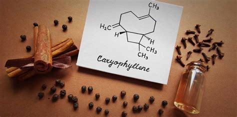 Caryophyllene Terpene Highlight - Bloom Medicinals