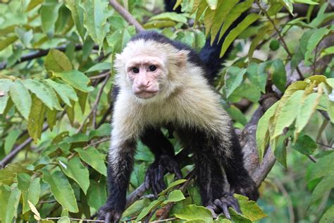 Panamanian White-Faced Capuchin - Free photo on Pixabay - Pixabay