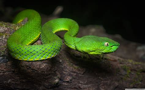 Download Bright Green Vogel s Pit Viper Venomous Snake... UltraHD ...