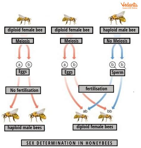 Parthenogenesis In Bees