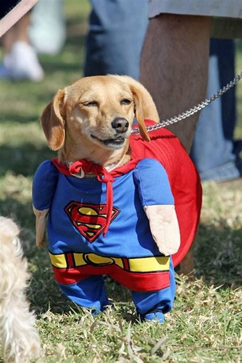 Funny Pet Costumes | Amazing Creatures