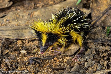 Lowland Streaked Tenrec | Animals Wiki | FANDOM powered by Wikia