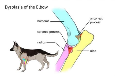 Elbow Dysplasia in Dogs Medical Diagram | PetMD