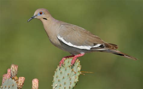 White-winged Dove | Audubon Field Guide