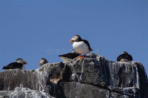 Puffins on a Cliff in the Farne Islands Stock Photo - Image of spring ...