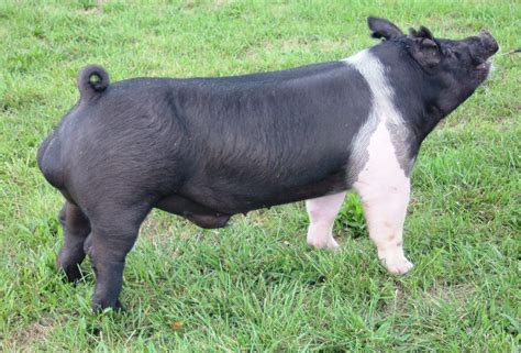 NSR Fieldview: Updated National Barrow Show® Hog College Entries