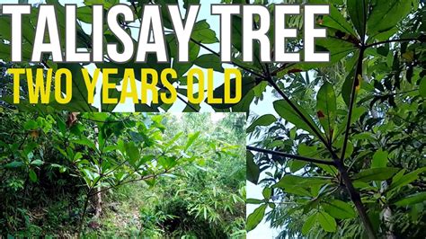 TALISAY – THE RETURN OF PHILIPPINE NATIVE TREES, 47% OFF