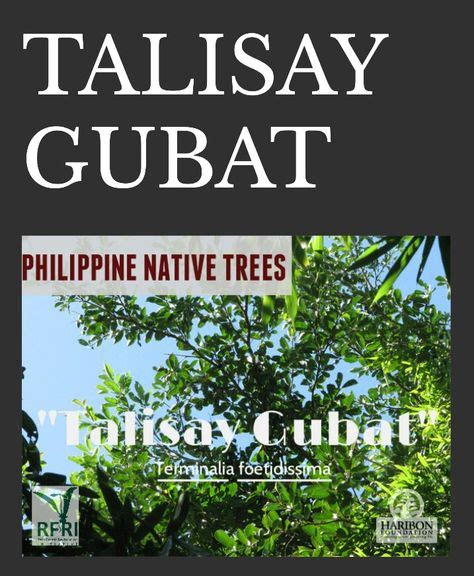 List 94+ Pictures Philippine Trees Names And Pictures Pdf Superb