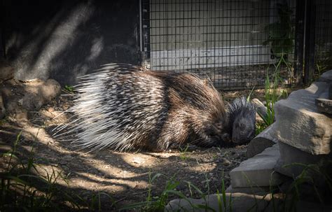 Cape- able of Big Things - Virginia Zoo