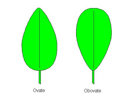 obovate