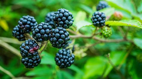 Bramble (Rubus fruticosus) - British Plants - Woodland Trust