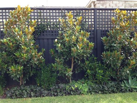 small feature magnolia - fence in background Backyard Trees, Backyard ...