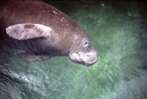 Manatee rescue and recovery in Everglades | News | southdadenewsleader.com