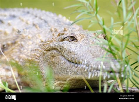 Crocodile lying in ambush behind some bushes Stock Photo - Alamy