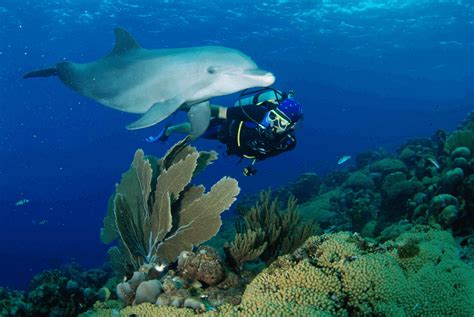 Open Water Dolphin Dive in Curacao | Ocean Encounters