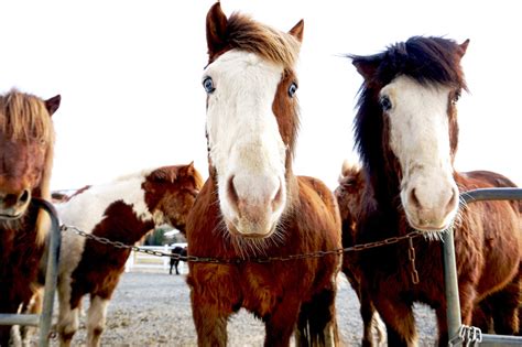 Icelandic horses at Laxnes Horse Farm. Kalli the...