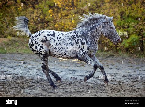 Leopard appaloosa horse galloping hi-res stock photography and images ...