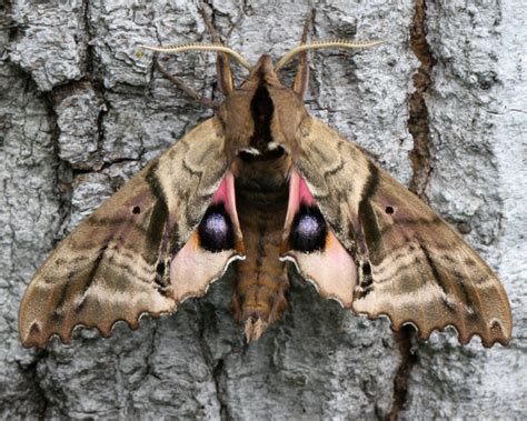 Blinded Sphinx Moth: Identification, Life Cycle, Facts & Pictures