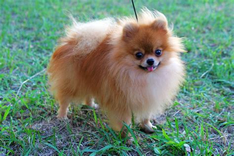 Pomeranian | Pomeranian dog, Pomeranian puppy, Dog breeds