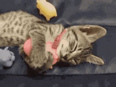 Cat Kitten GIF - Cat Kitten Cuddle - Discover & Share GIFs