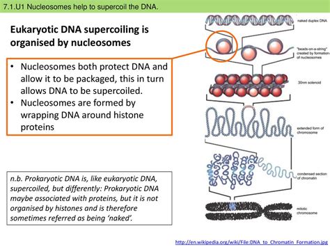 7.1 DNA Structure and Replication - ppt download