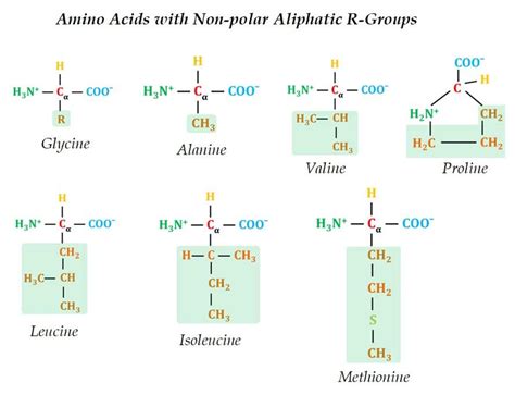 Classification of Amino Acids in Biochemistry | EasyBiologyClass