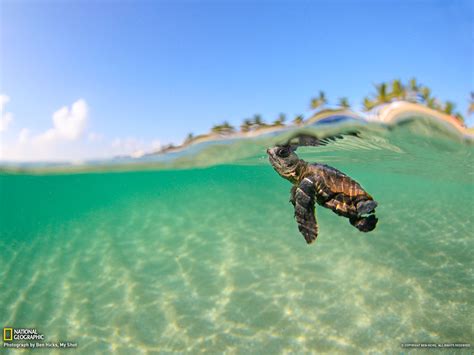 Baby Turtle Wallpaper