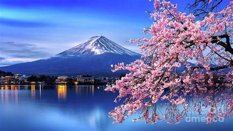 Fuji Mountain And Cherry Blossoms by Tawatchaiprakobkit