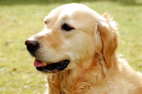 File:Golden Retriever Hund Dog.JPG