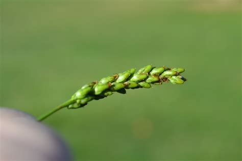 Broadleaf Plantain, also known as Common Plantain is a broadleaf weed.