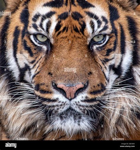 Male Sumatran tiger looking into camera (close-up Stock Photo - Alamy